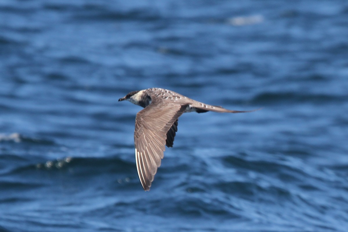 Long-tailed Jaeger - ML105146021