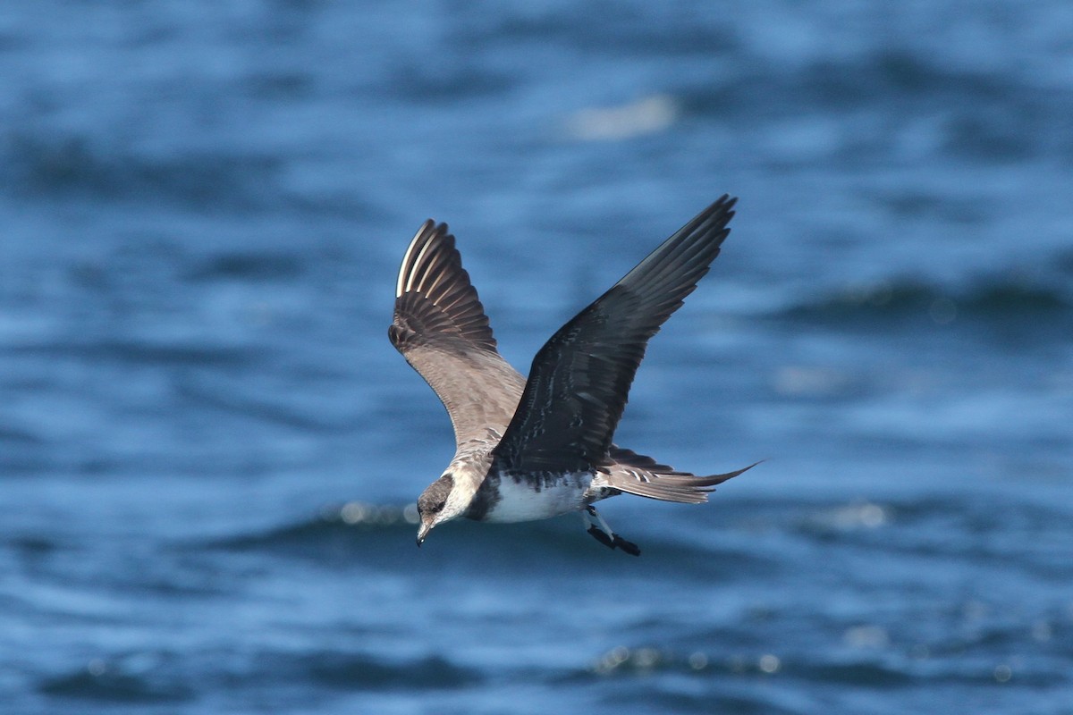 Long-tailed Jaeger - ML105146061