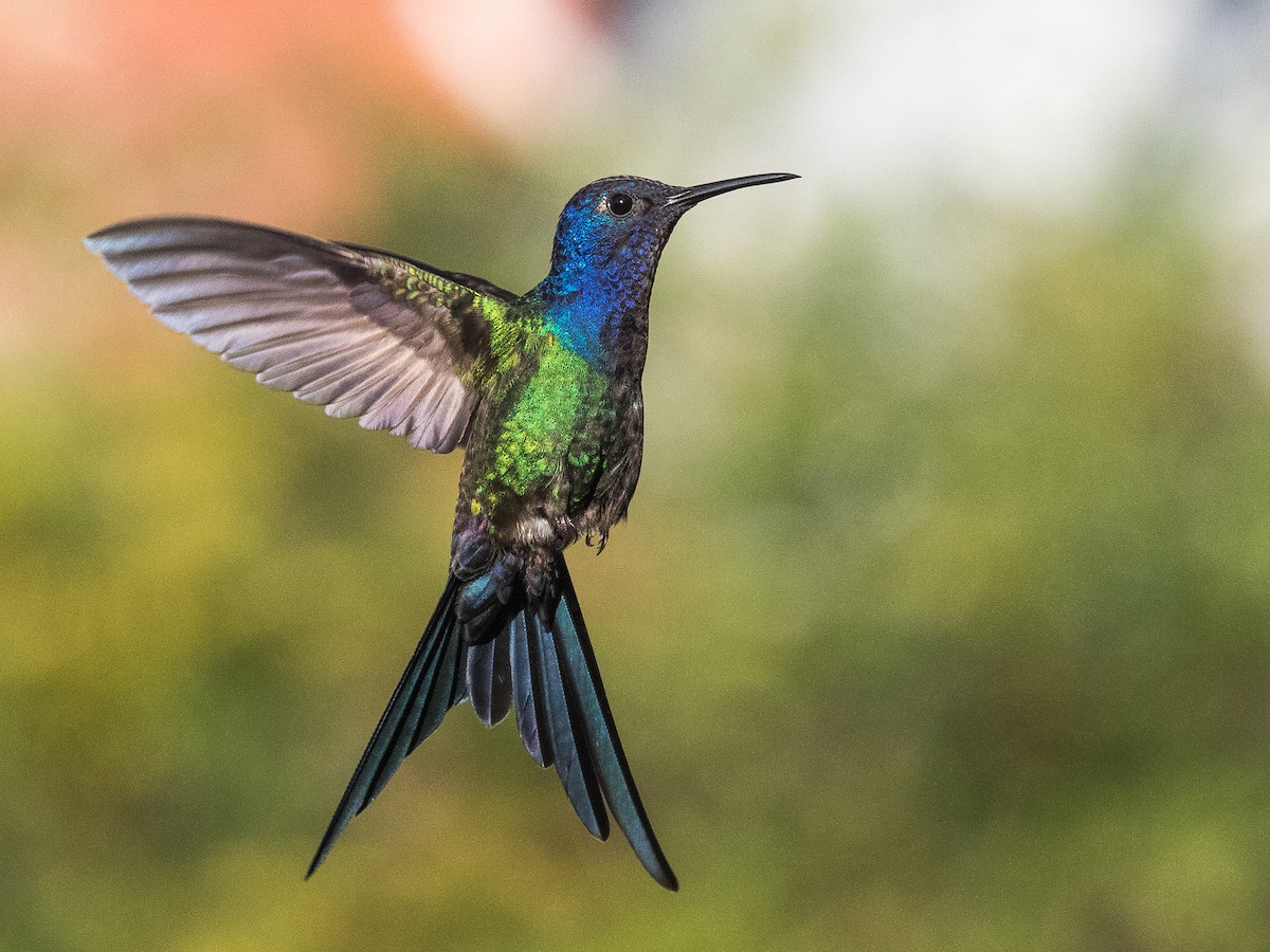 Swallow-tailed Hummingbird - Fernando  Jacobs