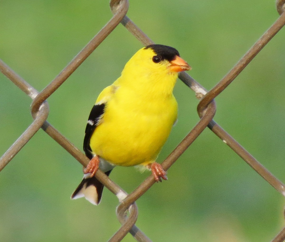 American Goldfinch - Don Gorney