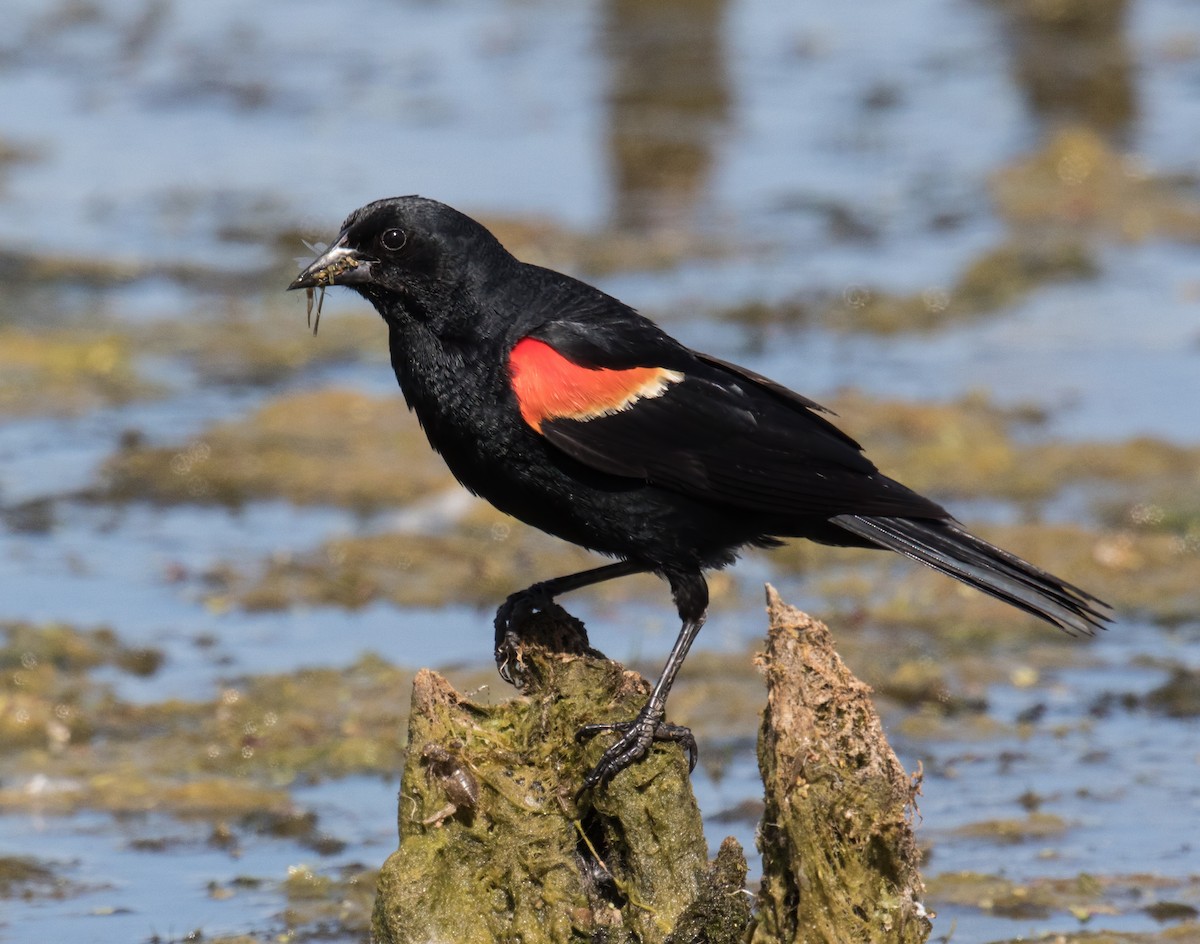 Red-winged Blackbird - ML105154171