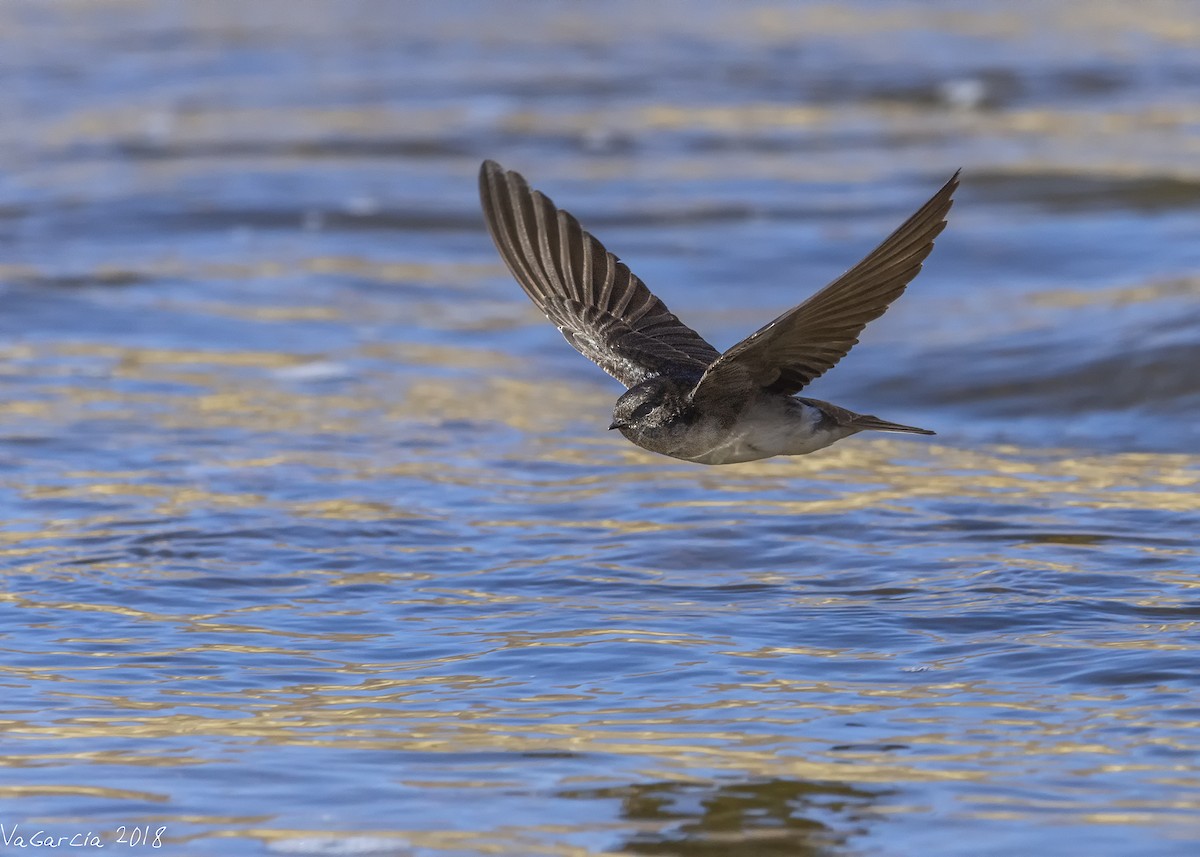 Andean Swallow - ML105156241