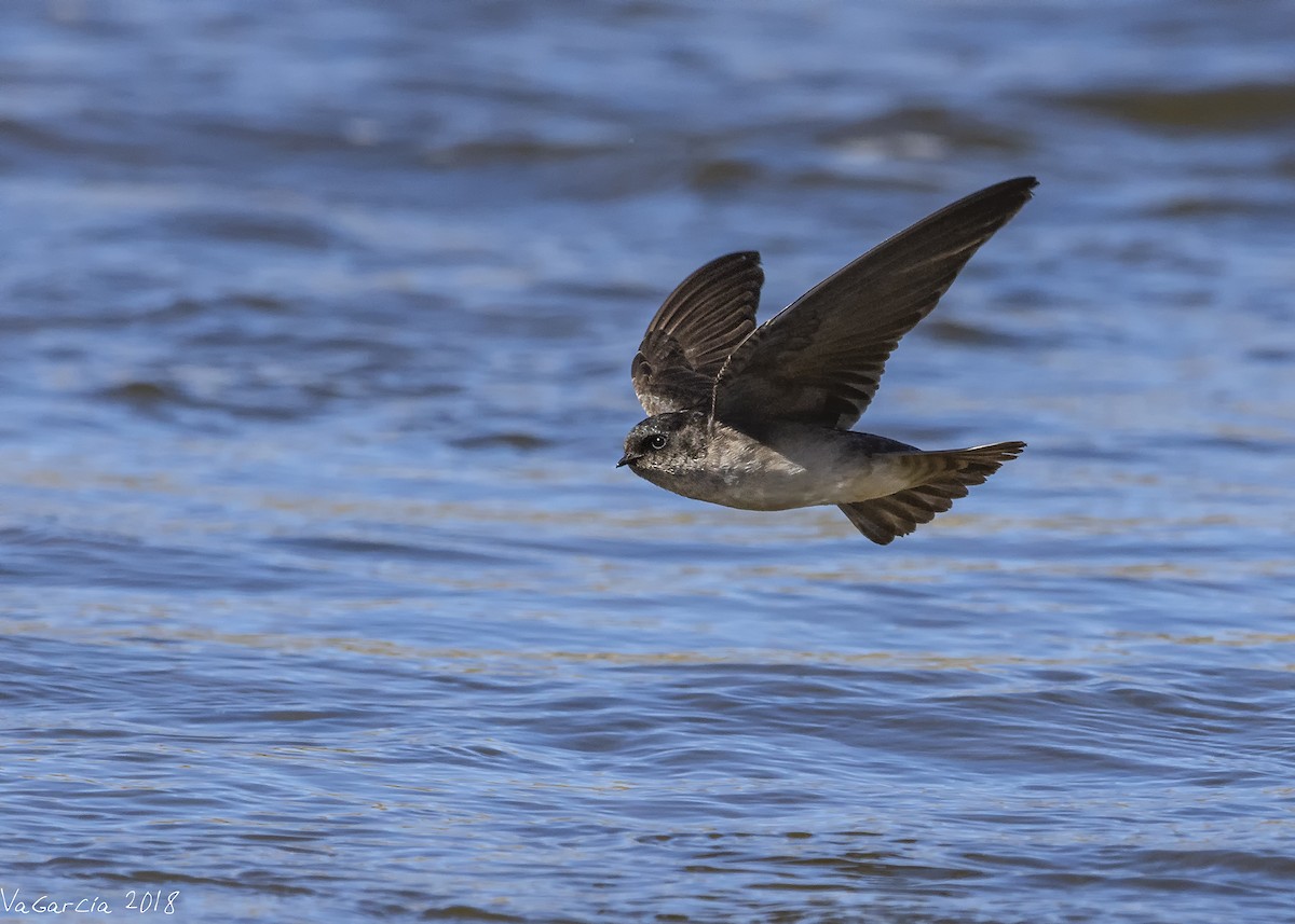 Andean Swallow - ML105156261