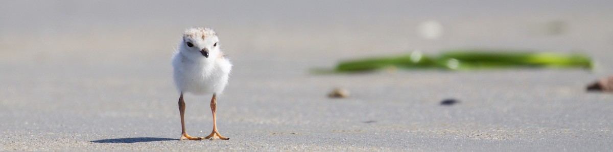 Piping Plover - ML105156581