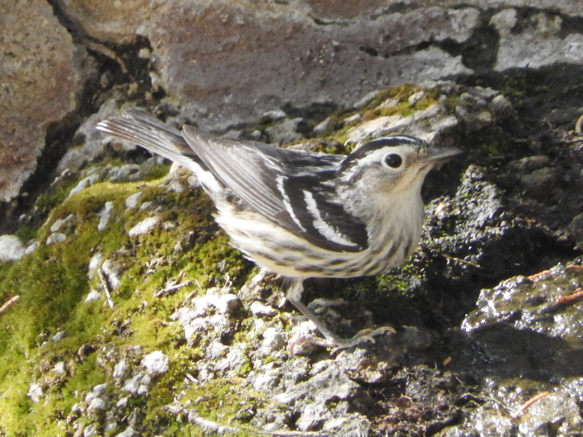 Black-and-white Warbler - ML105159431