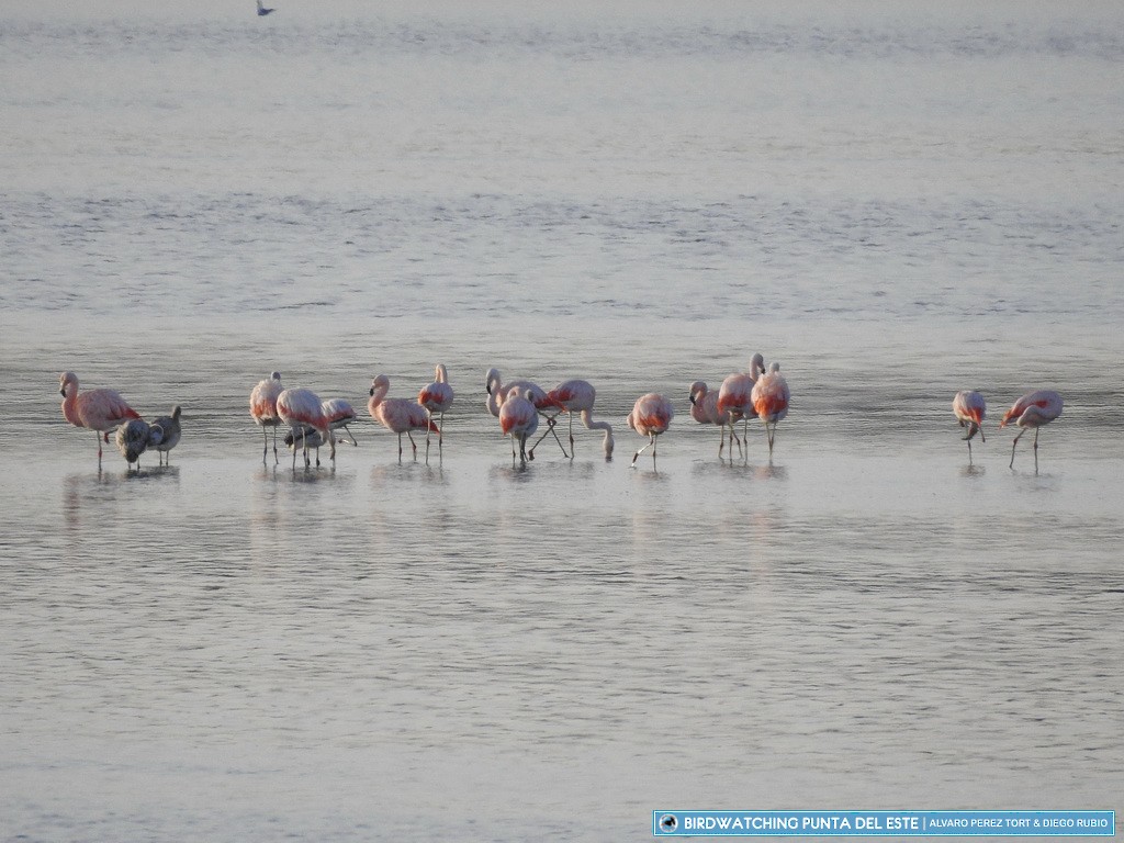Chilean Flamingo - Birdwatching Punta del Este