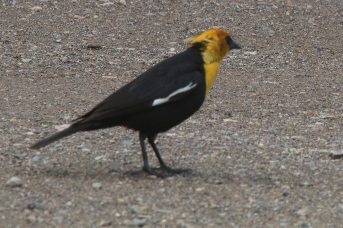 Yellow-headed Blackbird - ML105161541