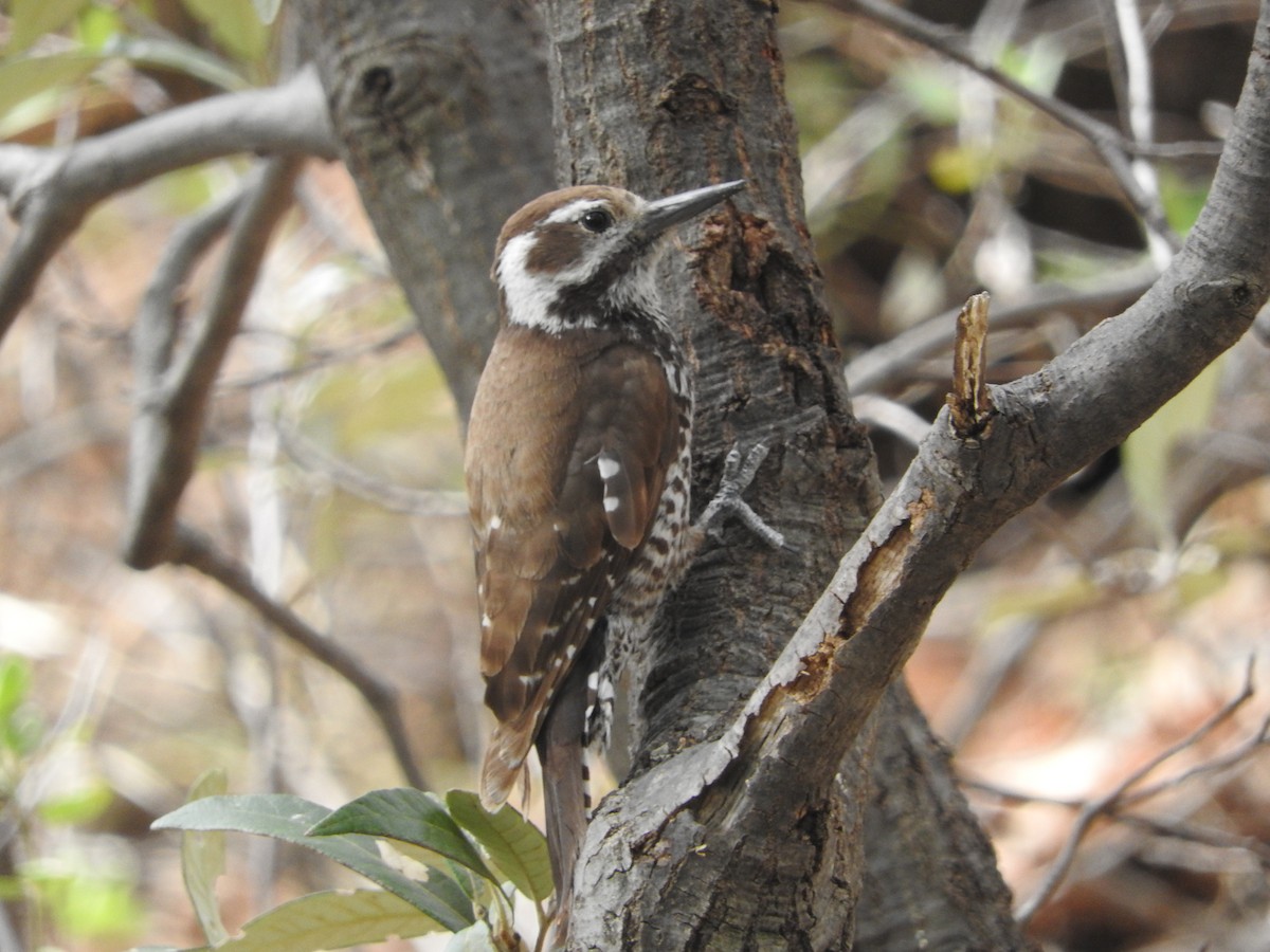 Arizona Woodpecker - ML105161561