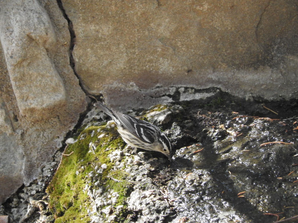 Black-and-white Warbler - ML105161631