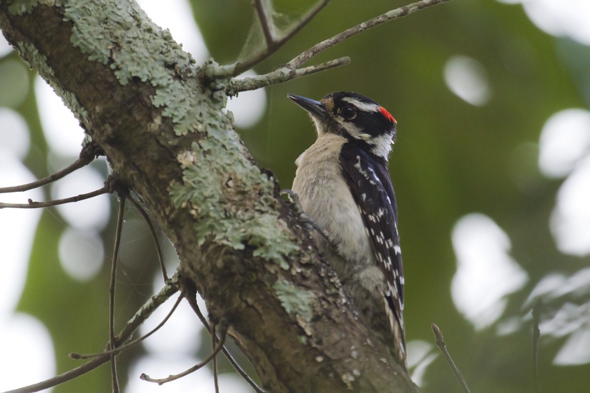Downy Woodpecker - ML105163631