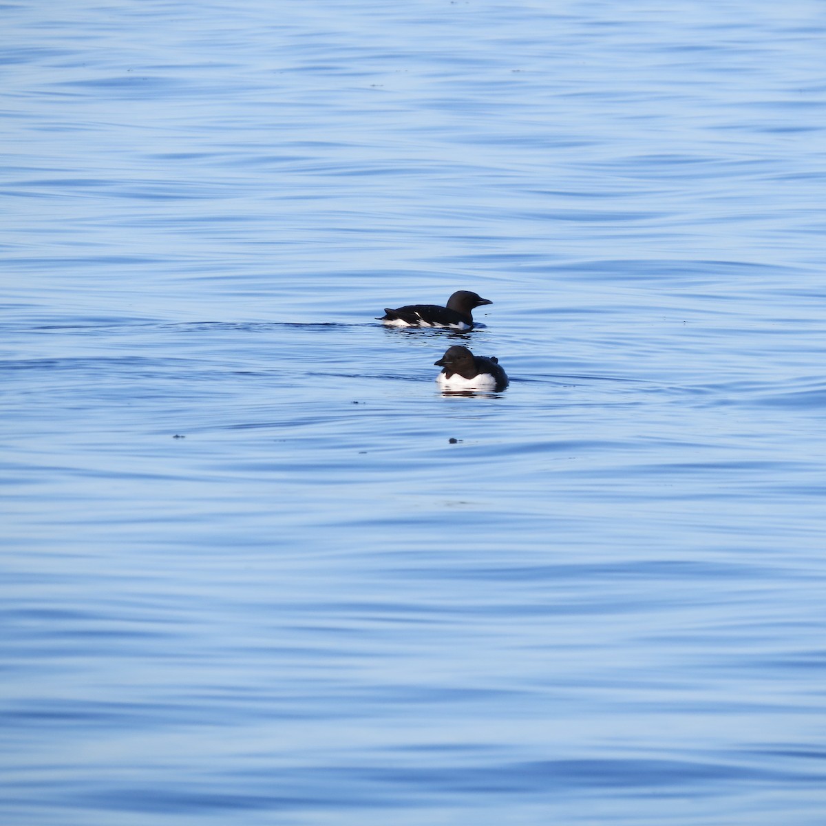 Thick-billed Murre - ML105167021