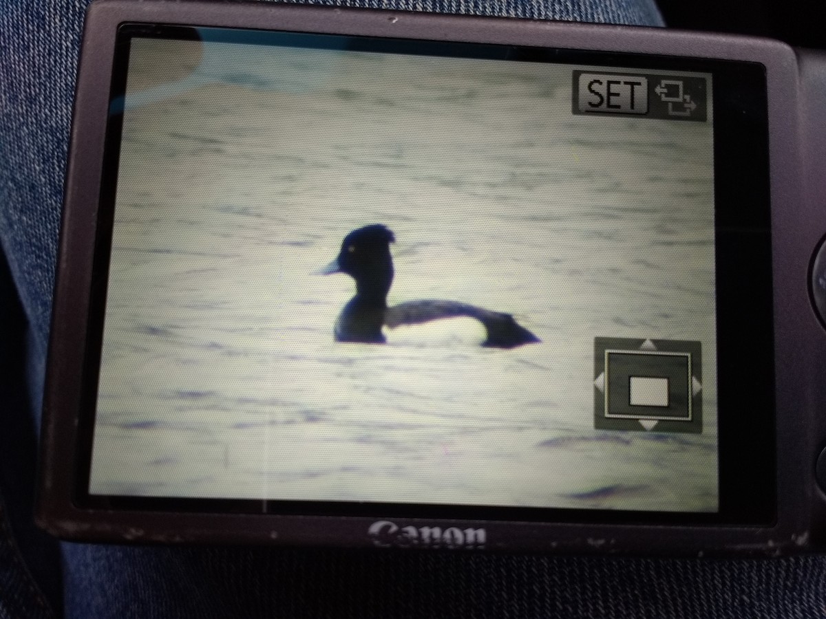 Tufted Duck x scaup sp. (hybrid) - Dave Slager