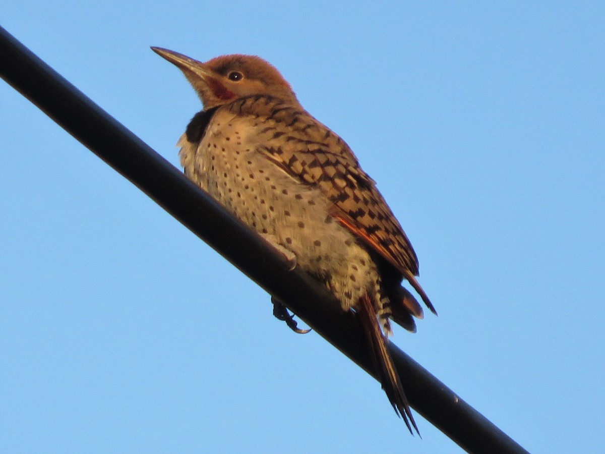 Northern Flicker (Red-shafted) - ML105168261