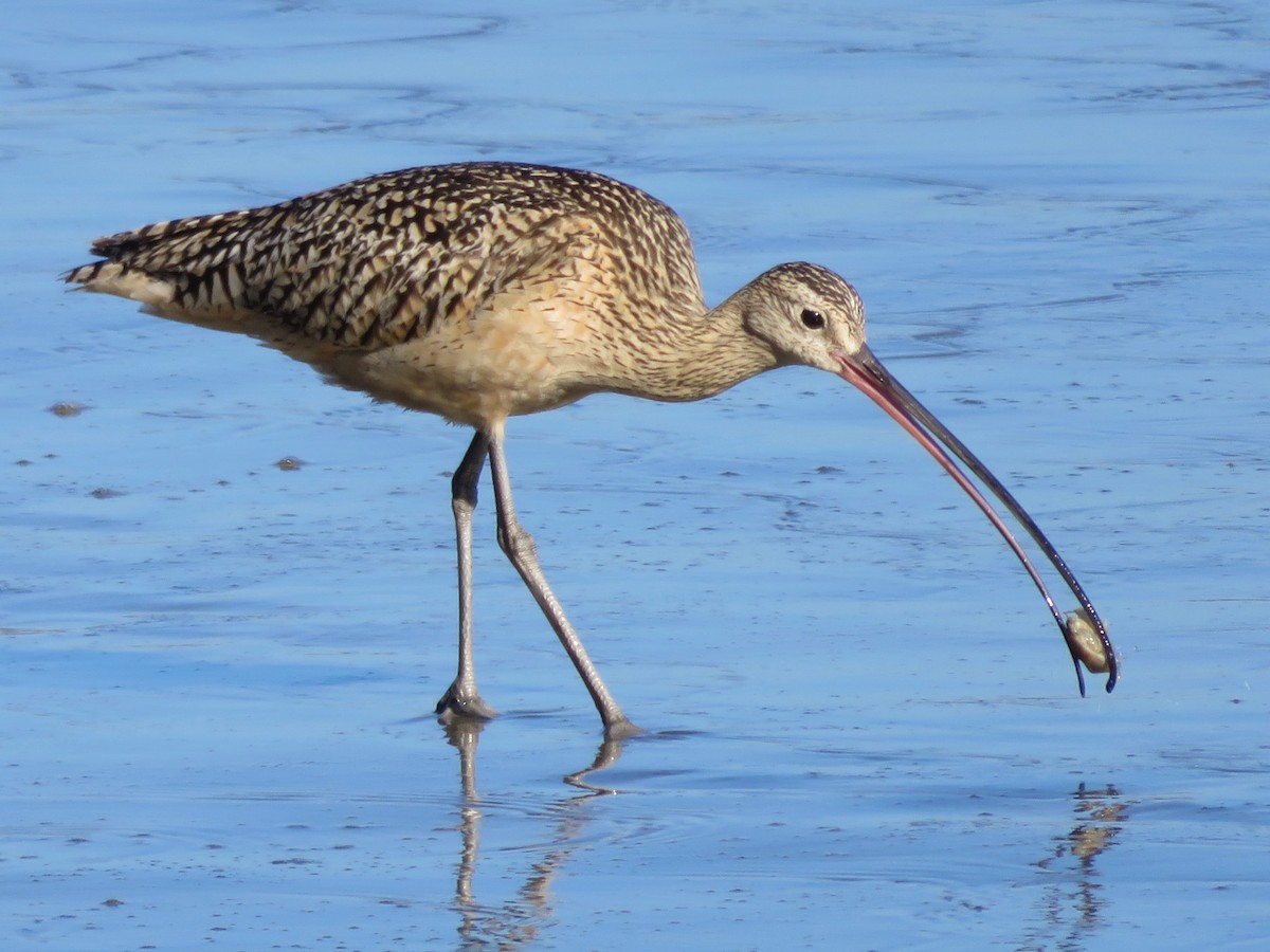 Long-billed Curlew - ML105168571
