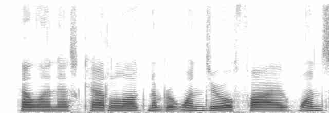 Кровавобрюхий дятел (splendens) - ML105169