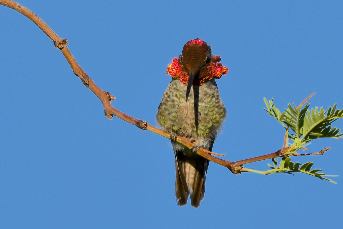 Anna's Hummingbird - George Ross