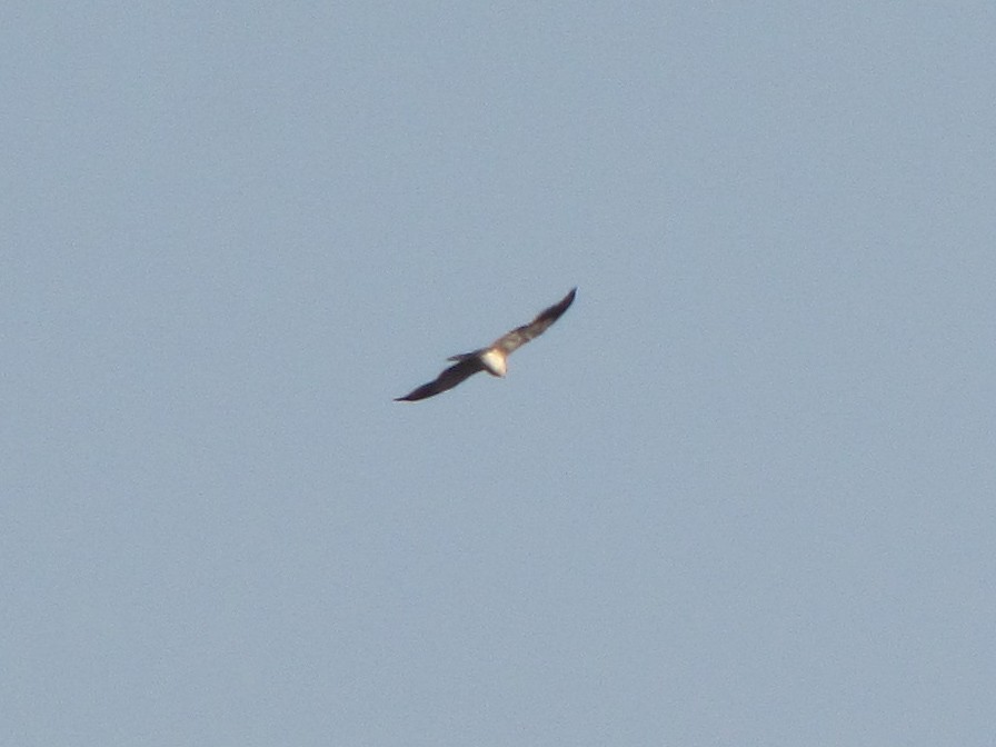 Black-winged Kite - Ramit Singal