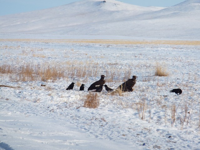 Breeding habitat;&nbsp;Ömnögovi,&nbsp;Mongolia - Cinereous Vulture - 
