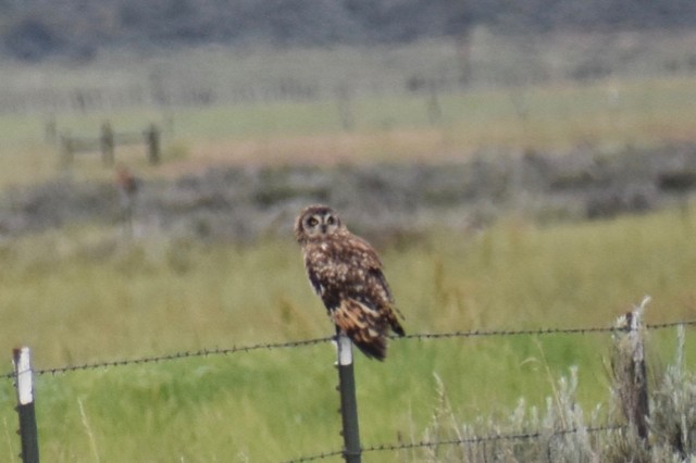 Short-eared Owl - ML105172441
