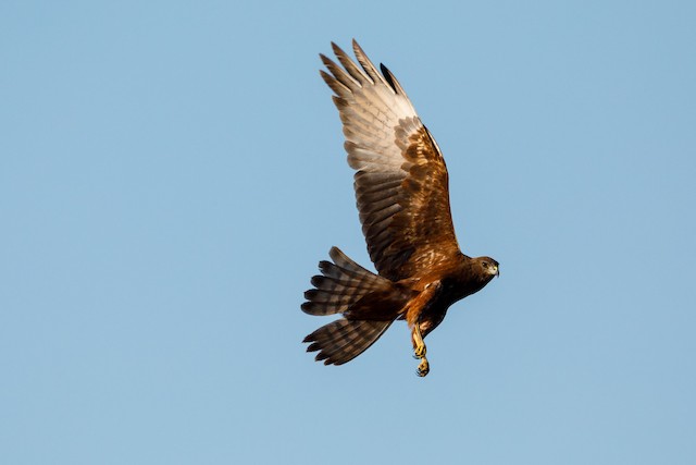 Possible confusion species: Swamp Harrier (<em class="SciName notranslate">Circus approximans</em>). - Swamp Harrier - 