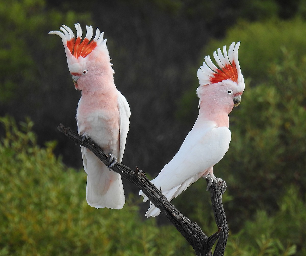 Pink Cockatoo - Alistair and Carmen Drake