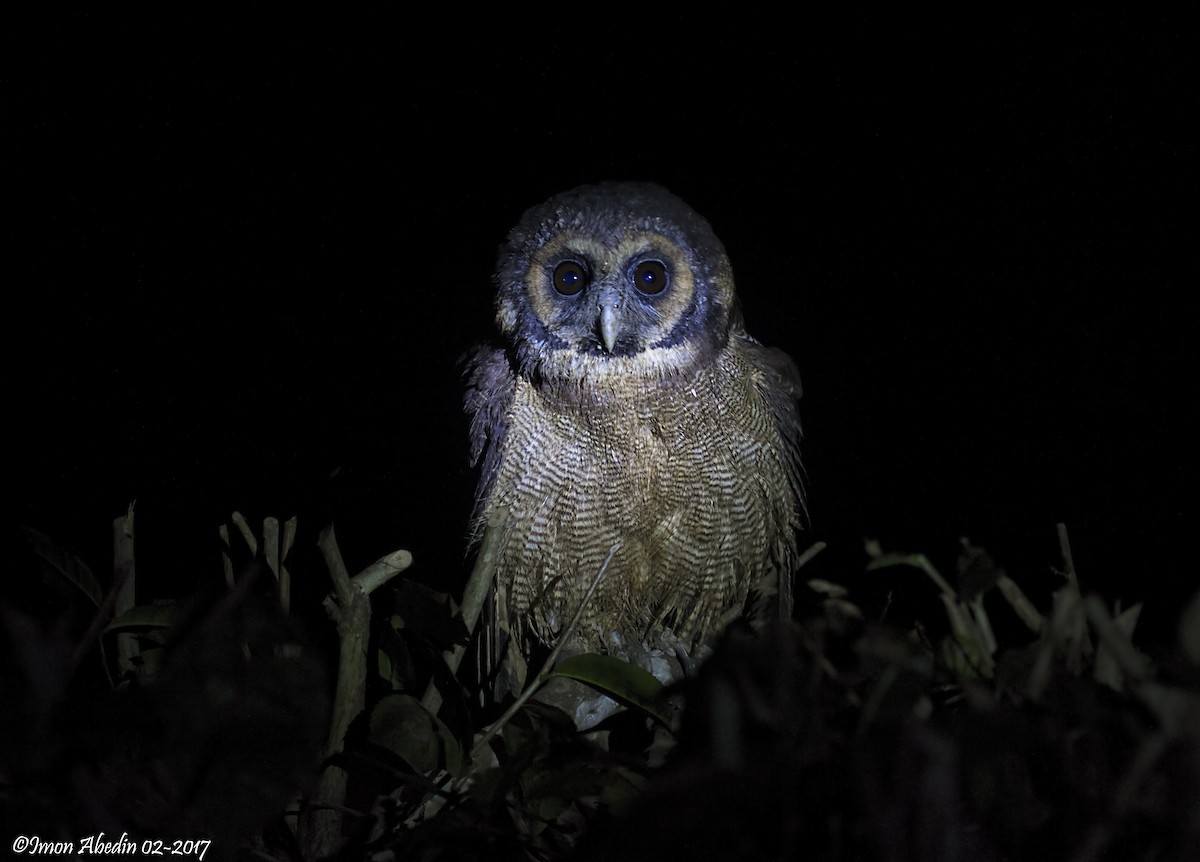 Brown Wood-Owl - ML105180481