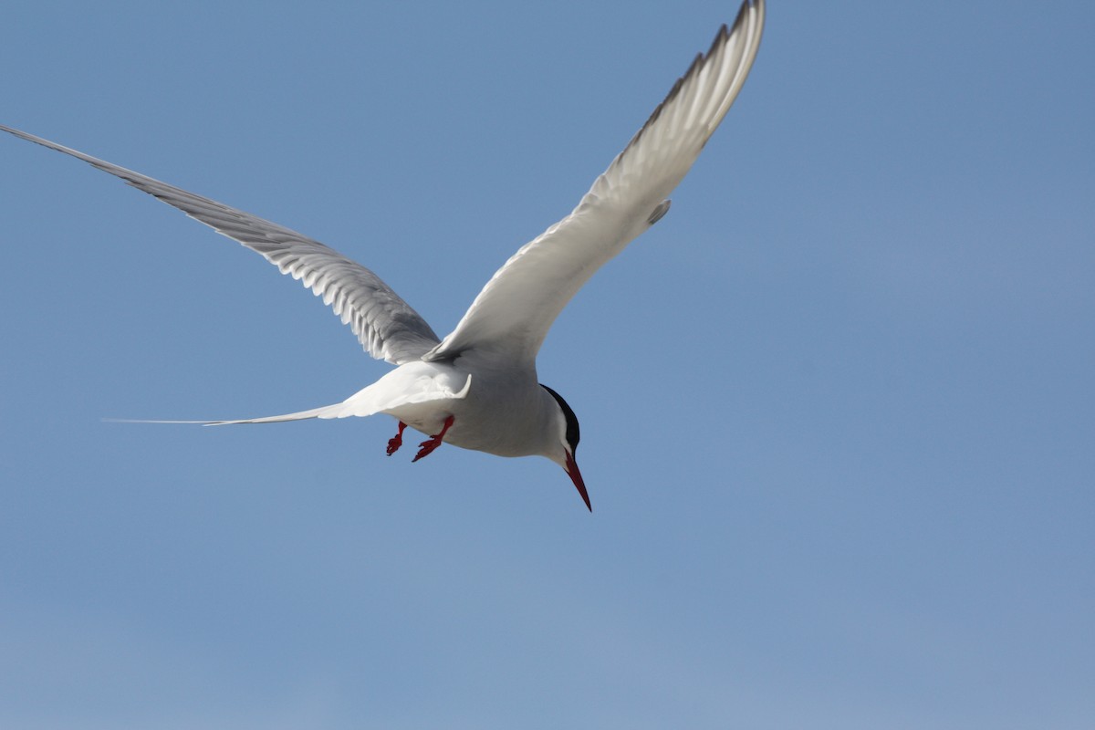 Arctic Tern - ML105182921