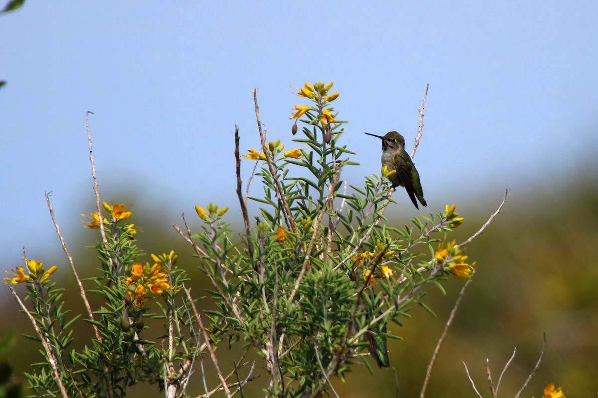 Anna's Hummingbird - ML105183151