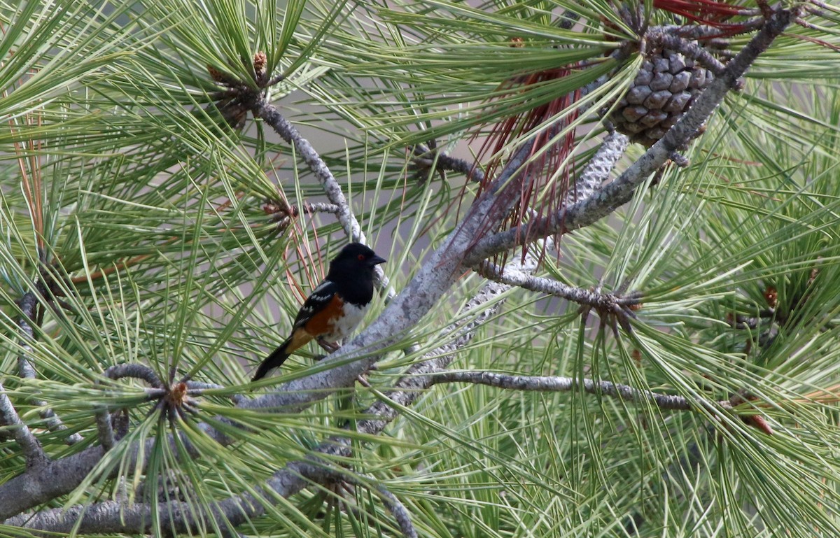 Spotted Towhee - Lindsay Glasner