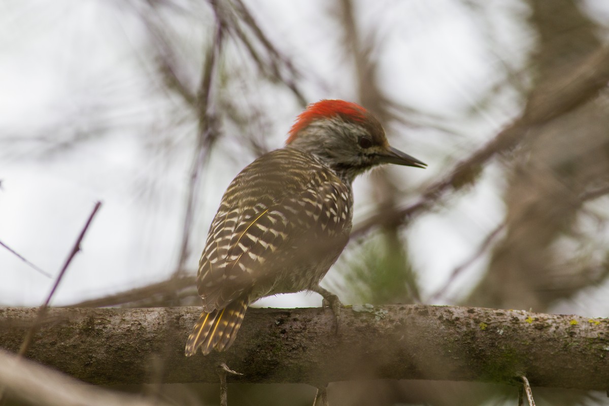 Cardinal Woodpecker - ML105183741