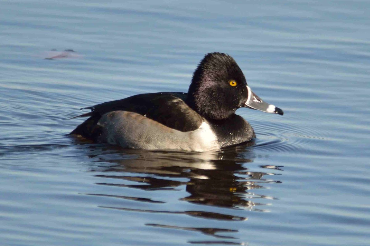 Ring-necked Duck - Patrick Taylor