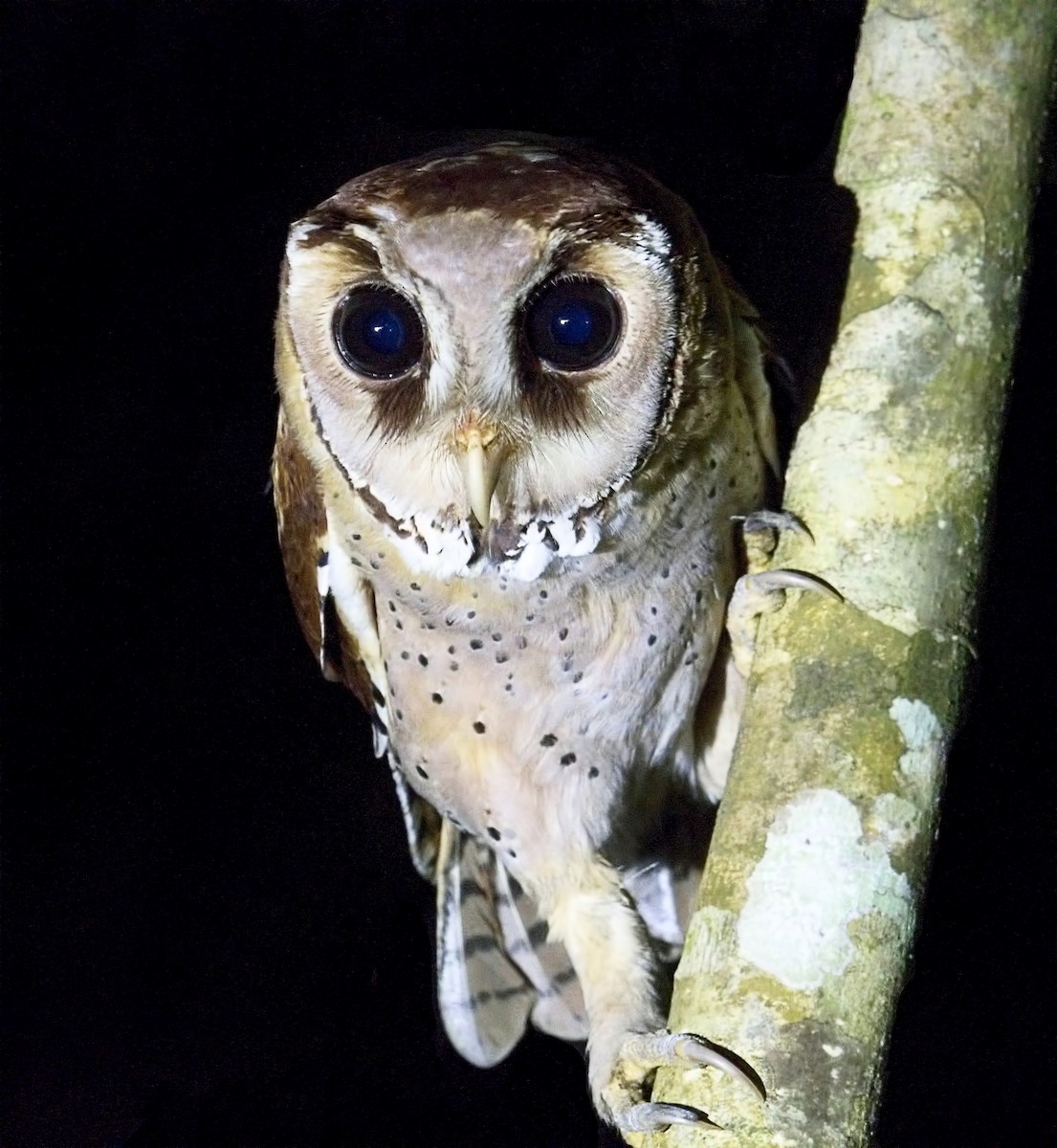 Oriental Bay-Owl - Harish Thangaraj