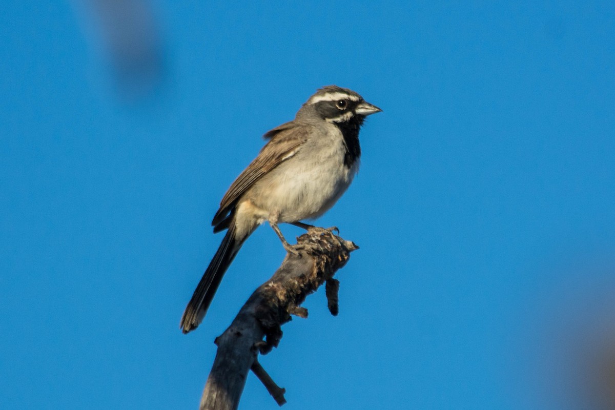 Black-throated Sparrow - ML105187731