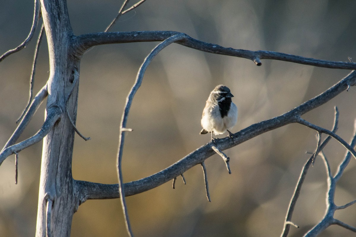 Black-throated Sparrow - ML105187741