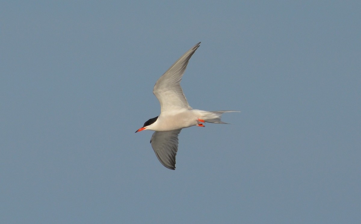 Common Tern - Andrew Couturier