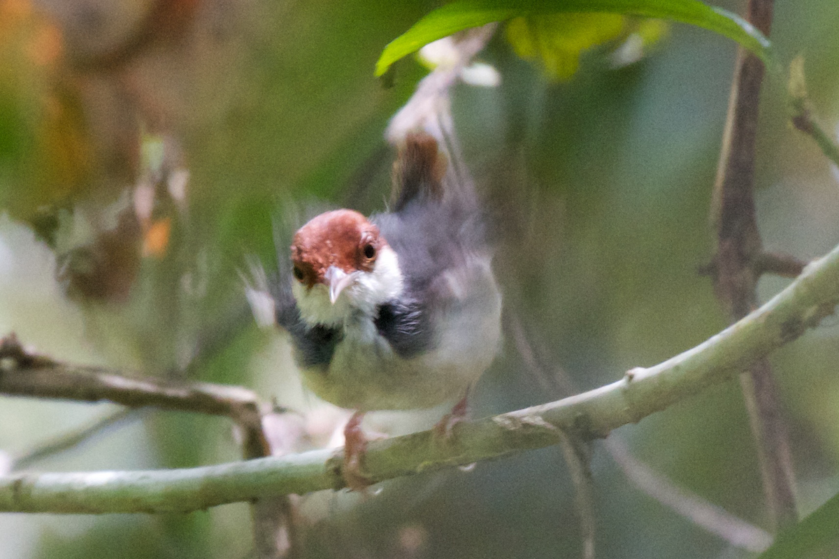 Rufous-tailed Tailorbird - Robert Tizard