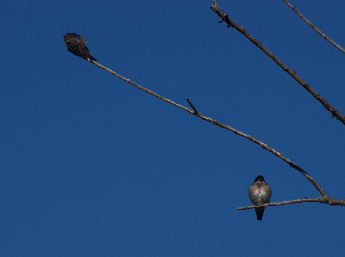 Northern Rough-winged Swallow - Liam Ragan