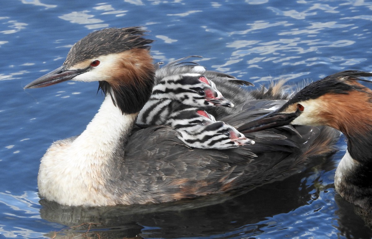 Great Crested Grebe - ML105194401