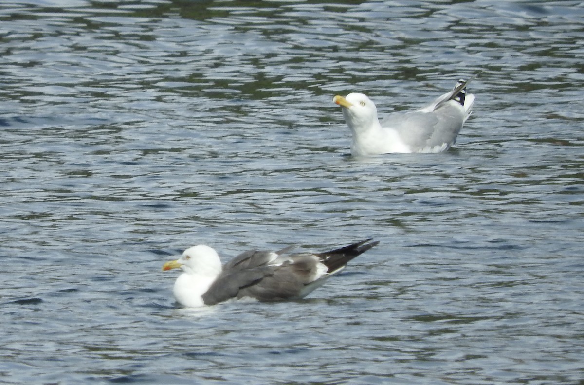 Lesser Black-backed Gull - Noam Markus