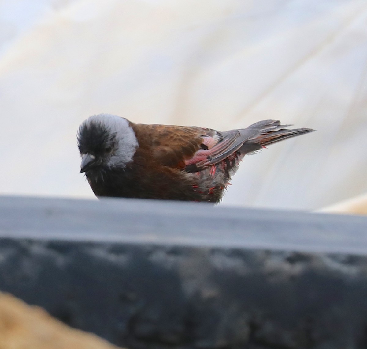 Gray-crowned Rosy-Finch (Pribilof Is.) - ML105195191