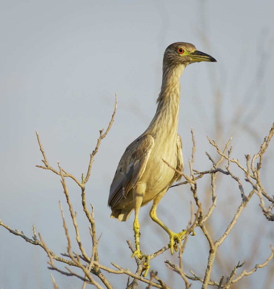 Black-crowned Night Heron - Phillip Odum