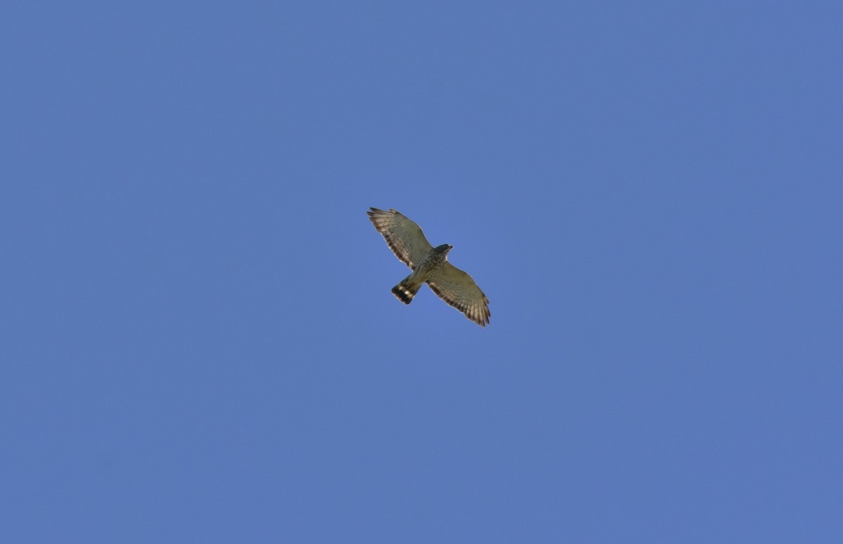 Broad-winged Hawk - ML105201811