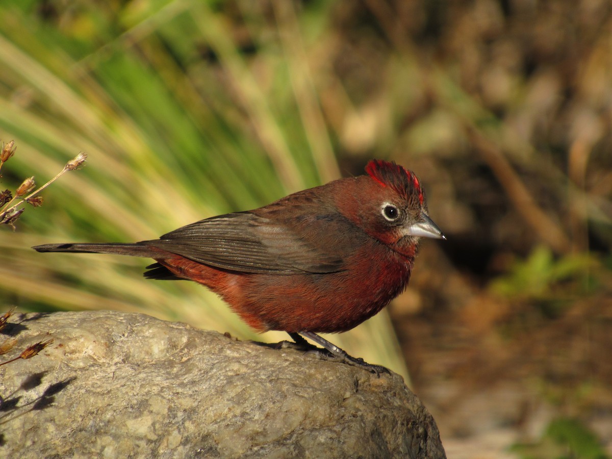 Red-crested Finch - ML105204881
