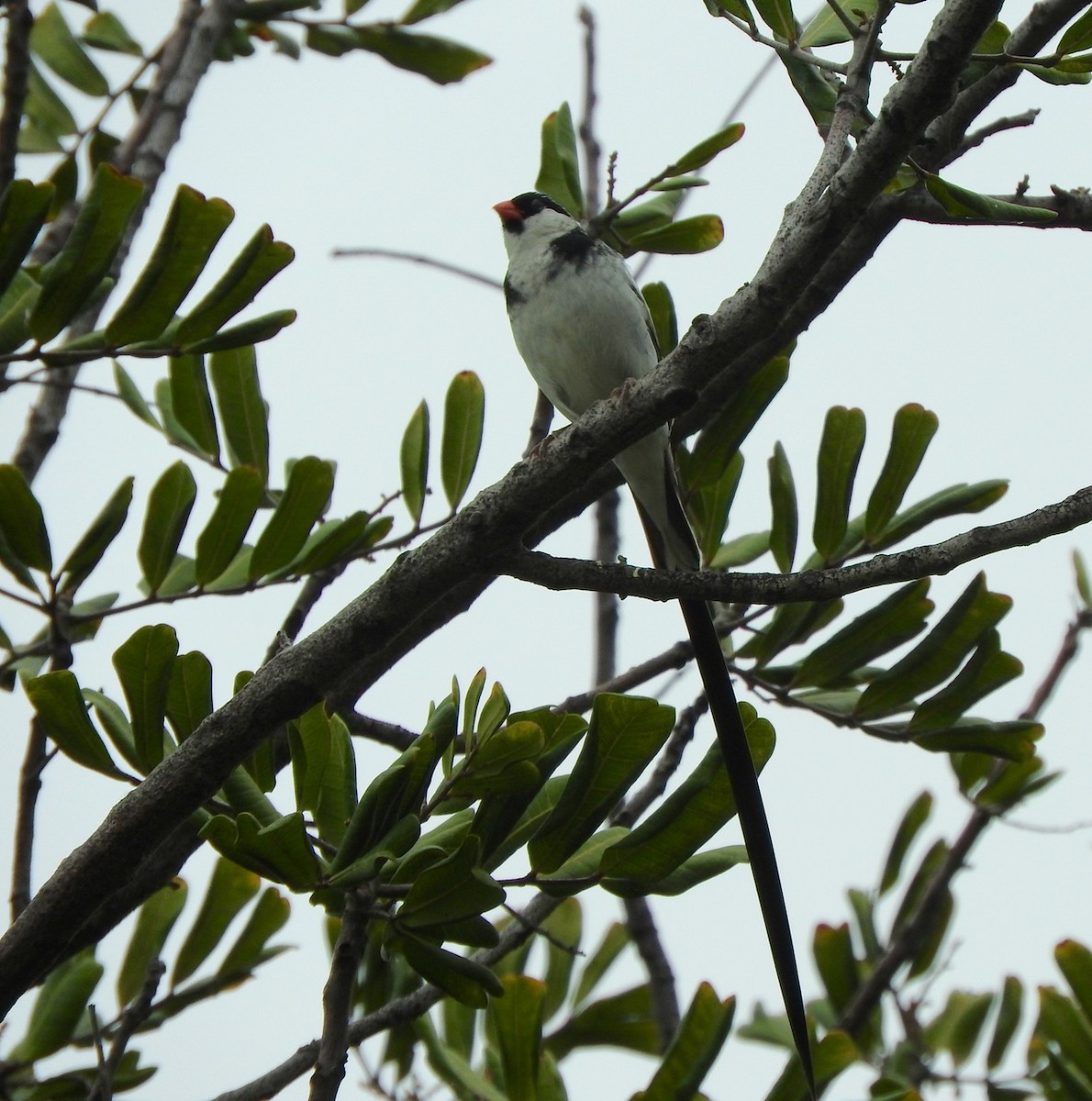 Pin-tailed Whydah - ML105206461