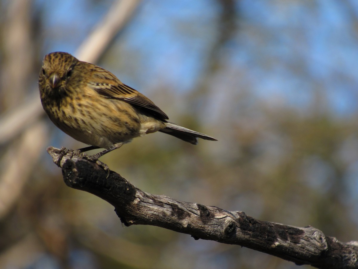 Band-tailed Seedeater - ML105207471