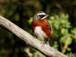  - Black-and-chestnut Warbling Finch