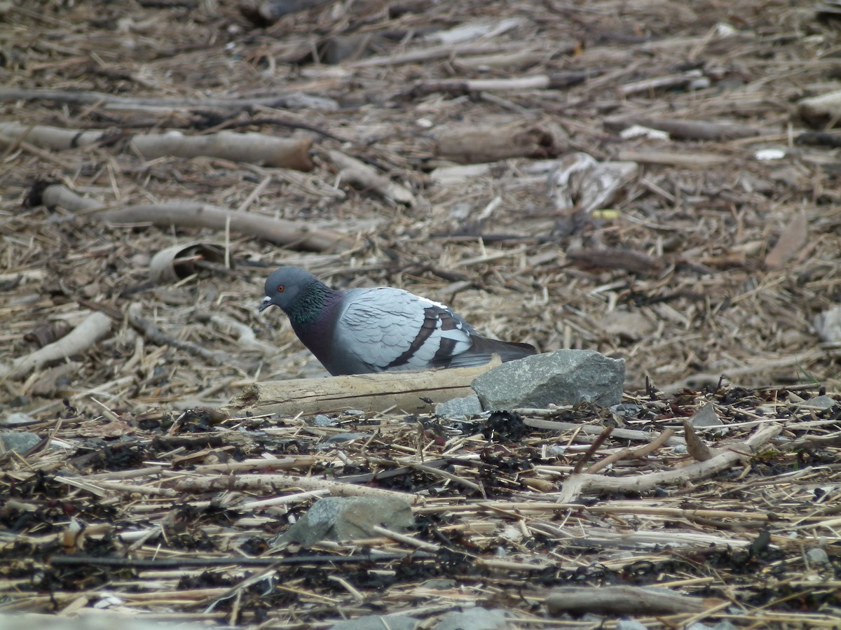 Rock Pigeon (Feral Pigeon) - ML105210541