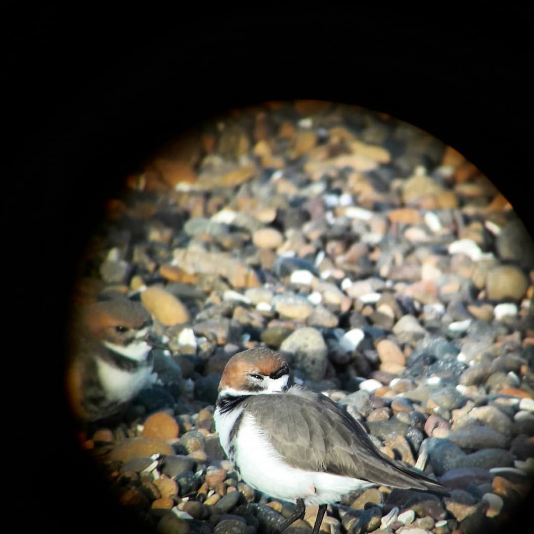 Two-banded Plover - ML105212101