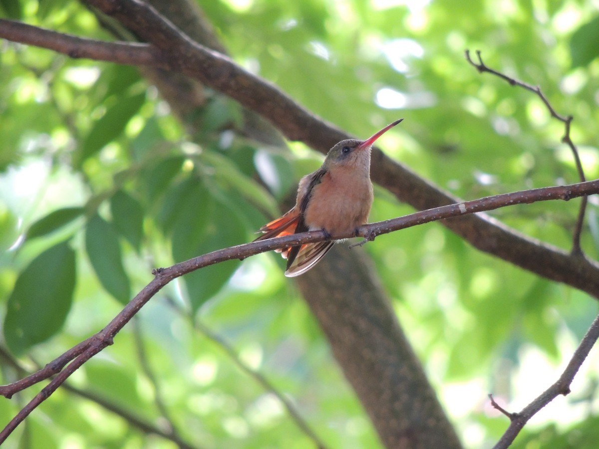 Cinnamon Hummingbird - jose  garcia