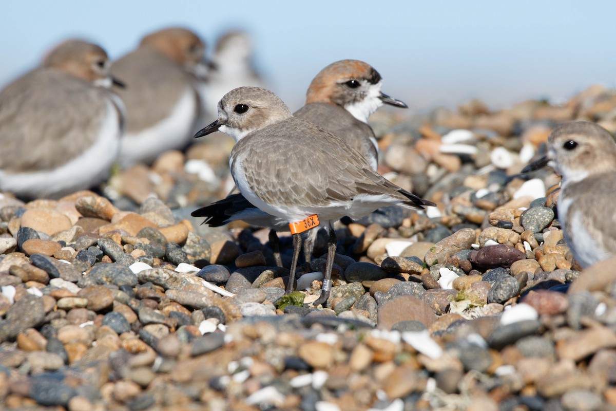 Two-banded Plover - ML105212951